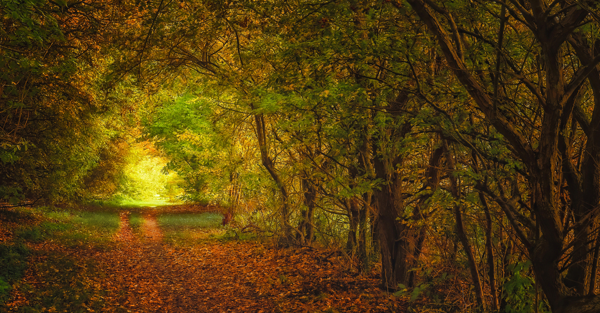 The Glade